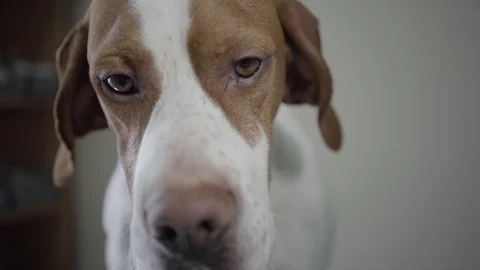 Close up portrait sad pointer dog with brown spots looking in the camera Stock Footage 107385240