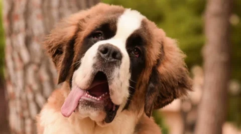 Close up portrait of a Saint Bernard tilting his head. A funny and cute moment. Stock Footage