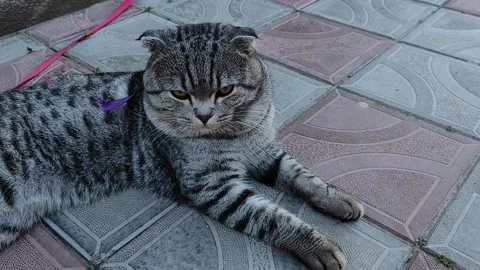 Close up portrait of a Scottish Fold cat. Stock Footage 219274754