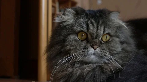 Close up portrait of serious cute gray furry scotish cat with orange eyes Stock Footage 105511758