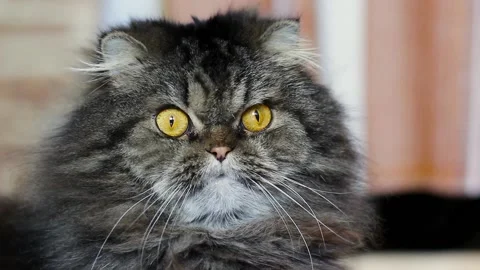Close up portrait of serious cute gray furry scotish cat Stock Footage 142317092