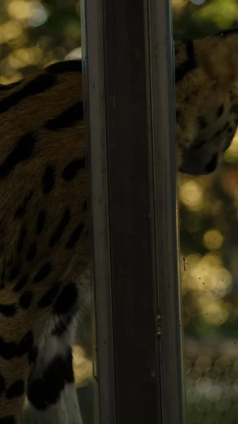 Close portrait of a serval cat with spotted fur and large ears in a zoo Stock Footage 325740232
