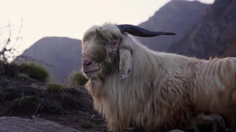 Close up portrait of shaggy long haired mountain goat Stock Footage 344178476