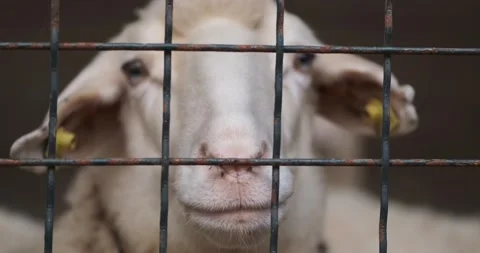 Close up portrait of a sheep behind the metal fence, 4k Stock Footage