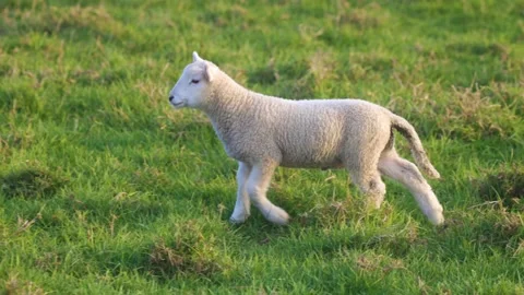 Close up portrait shot of a cute spring lamb Stock-Footage 250360573
