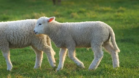 Close up portrait shot of a cute spring lamb Stock Footage 250360581