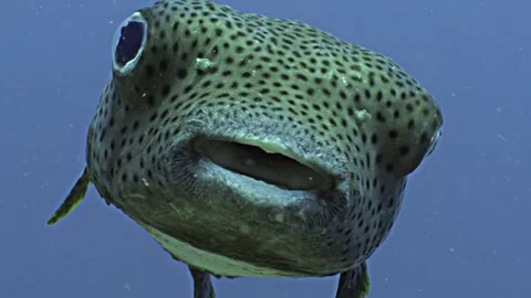 Close up portrait shot of Pufferfish, under water, Raja Ampat, Indonesia Stock Footage 296653450