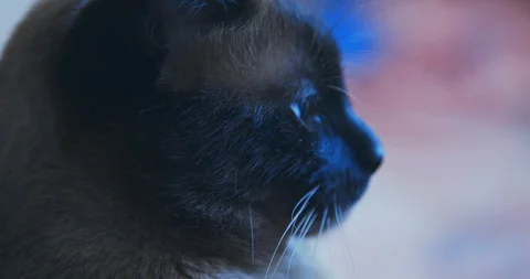 Close up portrait of a siamese cat looking at the camera in profile Stock Footage 121504602