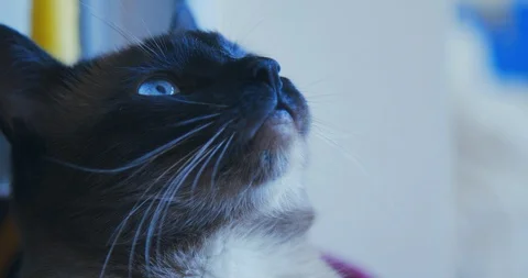 Close up portrait of a siamese cat looking at the camera Video stock 121504739