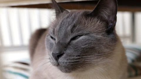Close up portrait of Siamese sleeping cat Stock Footage 194500537