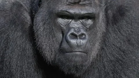Close-up portrait of a silverback gorilla Stock Footage 326557639