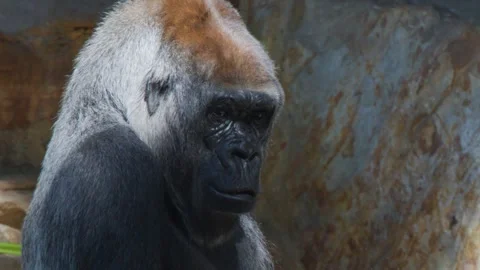 Close-up Portrait of a Silverback Gorilla Grooming in Sunlight Stock Footage 327768064