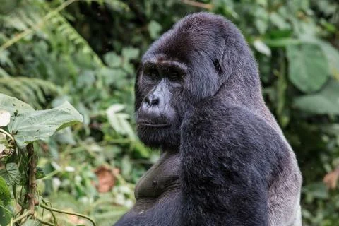 Close up portrait of silverback in the wild deep in the jungle Stock Photos