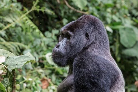 Close up portrait of silverback in the wild deep in the jungle Foto stock
