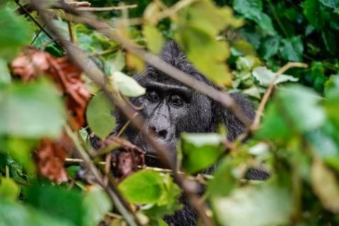 Close up portrait of silverback in the wild deep in the jungle Foto stock