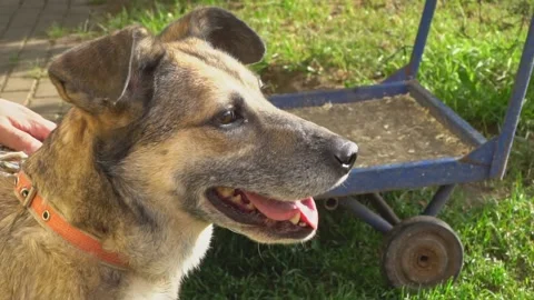 Close-up portrait of a simple, funny but smart mongrel dog, slow motion Stock Footage 154040817