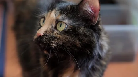 Close-up portrait of simple spotted cat with bright green eyes Stock Footage 262332345