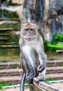 Close up portrait of a sitting monkey at Tiger Cave Temple in Krabi, Thailand Stock Photos