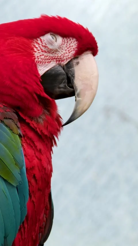 Close-up portrait of a sleeping Amazonian red macaw parrot against a jungle Stock Footage 272582741