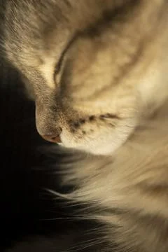 Close-up portrait of a sleeping cat 库存照片