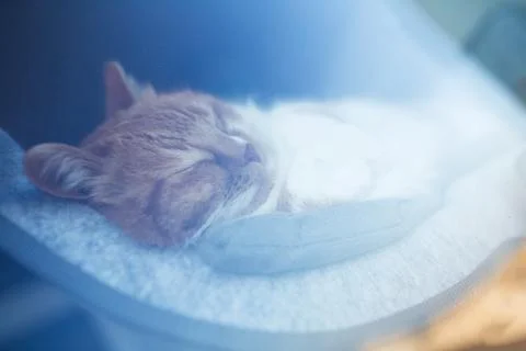 Close-up portrait of sleeping cat through glass of window. Stock Photos