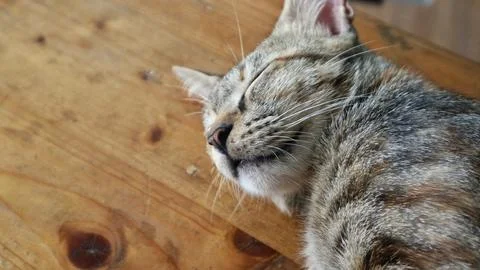 Close up portrait of a sleeping tabby cat on a wooden table. Fotos Stock