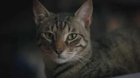 Close-up portrait of a sleepy cat. Stock Footage 263807922