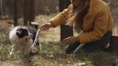 Close-up portrait of a small border collie puppy playing with girl in yellow Stock Footage 133141996
