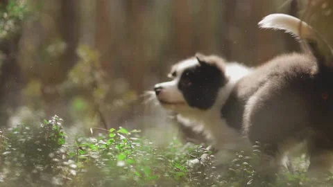 Close-up portrait of a Small border collie puppy playing with a toy in the Stock Footage 133142049
