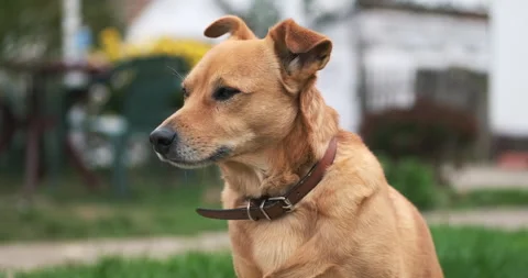 Close up portrait of a small brown dog looking in the distance in 4k Stock Footage 144431392