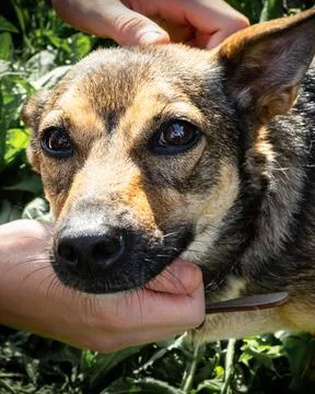 Close up portrait of small mongrel dog being gently stroked by human hands Fotos Stock