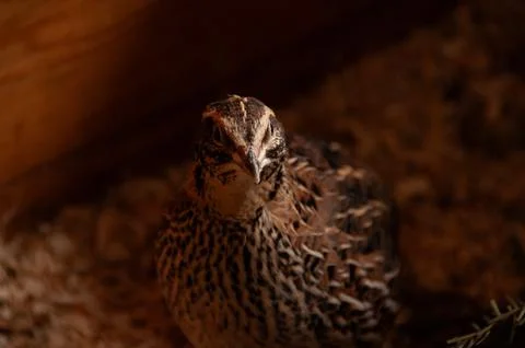 A close-up portrait of a small quail in a rustic, indoor setting Foto stock