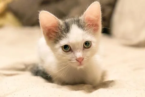 Close-up portrait of a small white mongrel kitten with big ears Stock Photos
