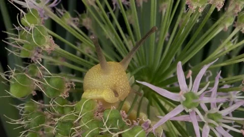Close-up portrait of Snail crawling inside Allium flower wild onion and eats it Stock Footage 195281278