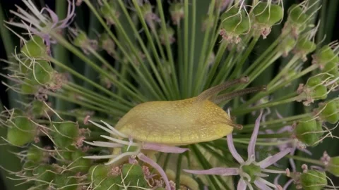 Close-up portrait of Snail crawling inside a Allium flower wild onion   Video stock 195300044