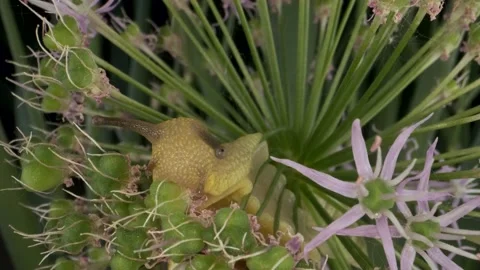 Close-up portrait of Snail crawling inside Allium flower wild onion and eats it Stock Footage 195312853