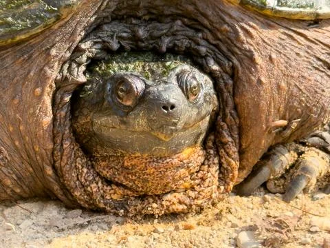A close-up portrait of a snapping turtle Stock Photos
