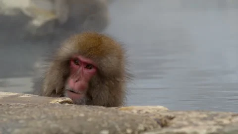 Close-up Portrait of a Snow Monkey Relaxing in a Hot Spring, Jigokudani Vídeos de archivo 331461473
