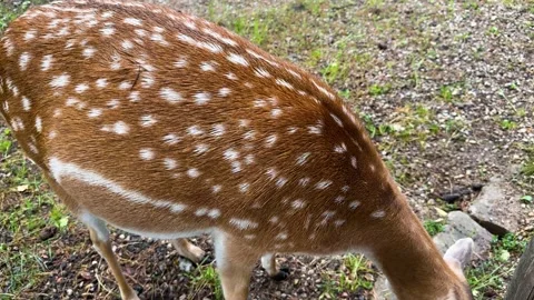 Close-up portrait of a spotted deer with brown fur and white spots Video stock 337552802