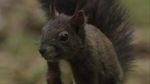 Close-up portrait of a  squirrel Stock Footage 322216456