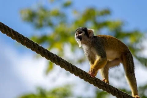A close up portrait of a squirrel monkey with some food in its mouth. The cap Stock Photos