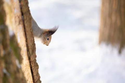 Close-up portrait of squirrel. Squirrel sits in snow and eats nuts in winter Foto stock