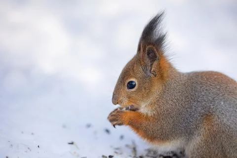 Close-up portrait of squirrel. Squirrel sits in snow and eats nuts in winter Stock Photos