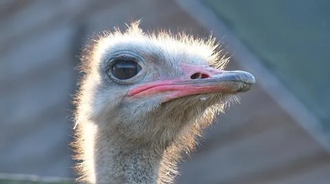 Close-up portrait of a straus Stock Photos