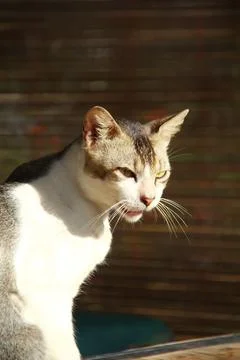 Close Up Portrait of Stray Cat Stock-Fotos