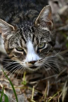 Close-Up Portrait of a Stray Tabby Cat Looking Up Outdoors Stock Photos