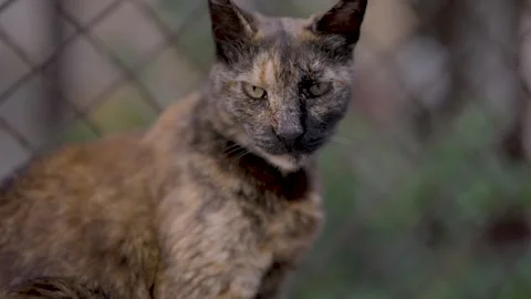 Close up portrait of a street cat Stock Footage 337833560