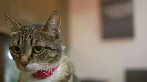 Close-up. portrait. Striped cat in a red anti-flea collar Stock Footage 116811089