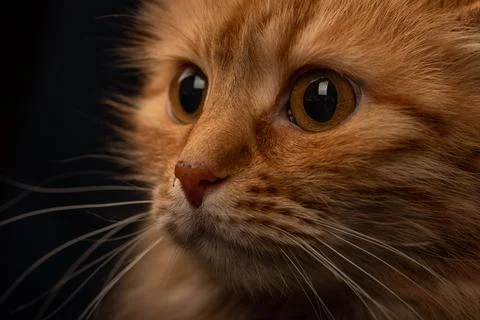 Close-up portrait of a surprised multicolored cat. Stock Photos