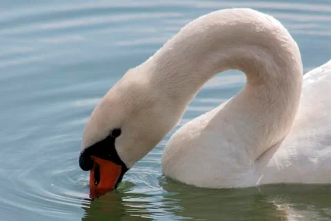 A close portrait of a swan. Stock Photos
